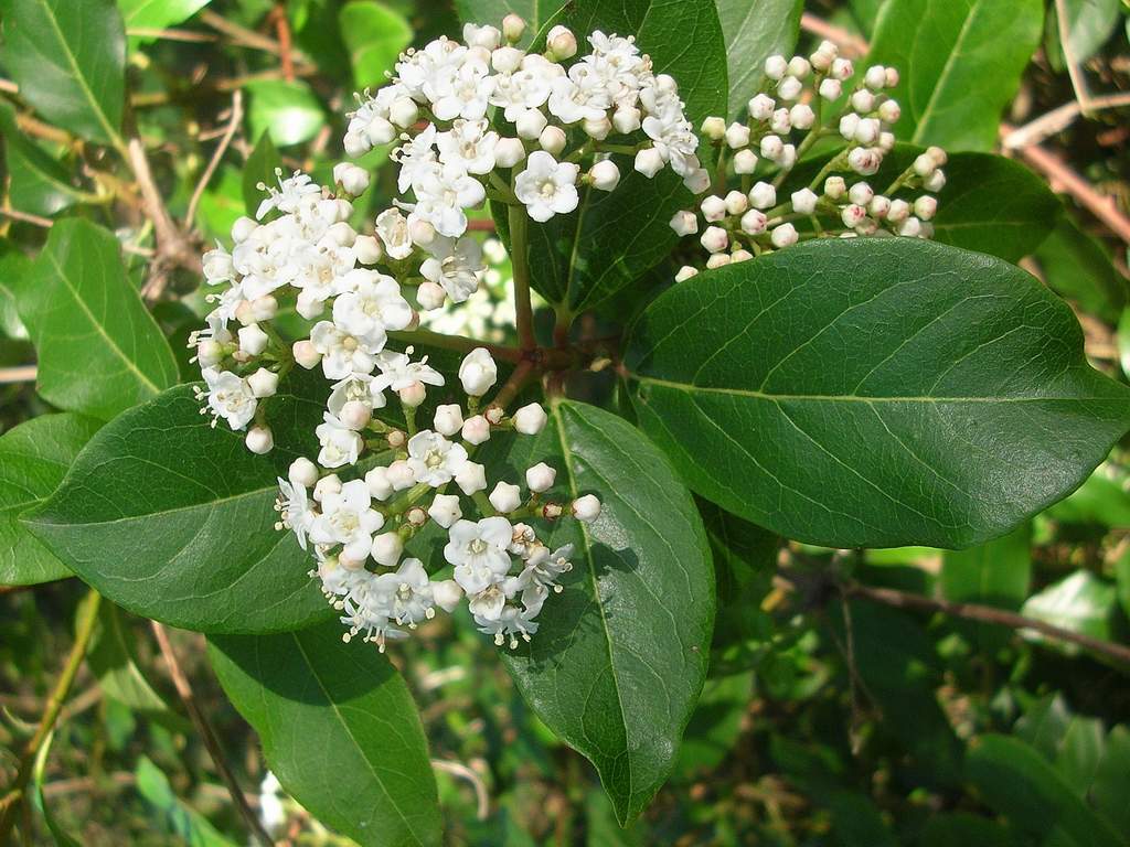 Lido di Venezia : Viburnum tinus